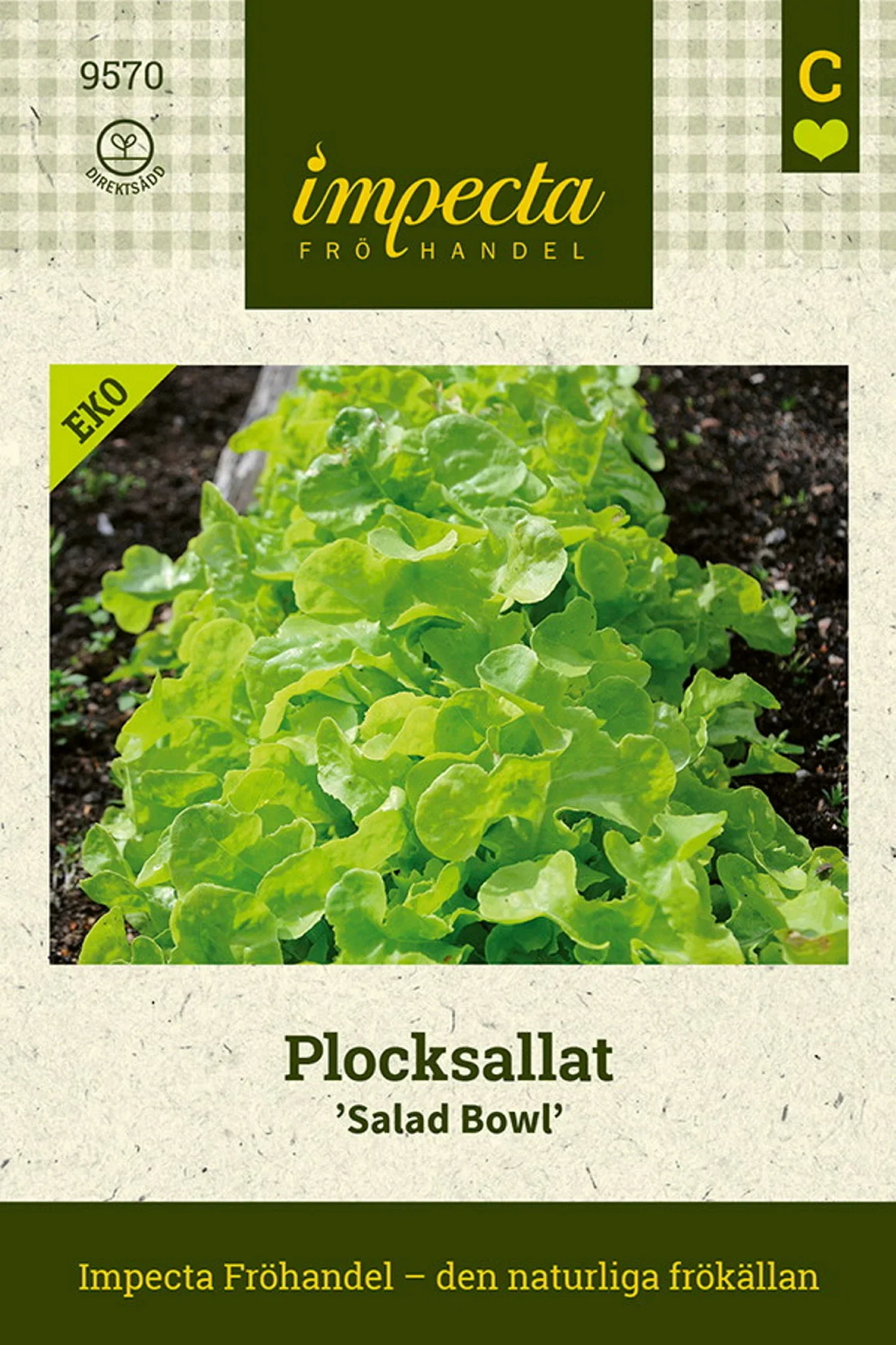 Lactuca sativa 'Salad Bowl'