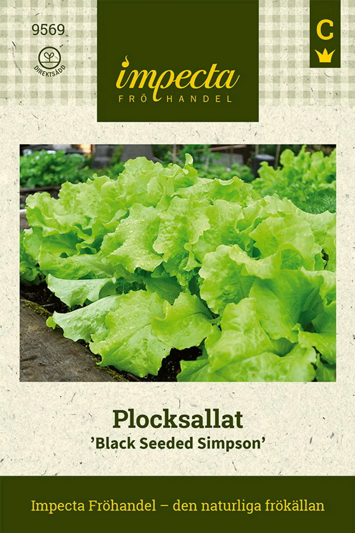 Lactuca sativa 'Black Seeded Simpson'