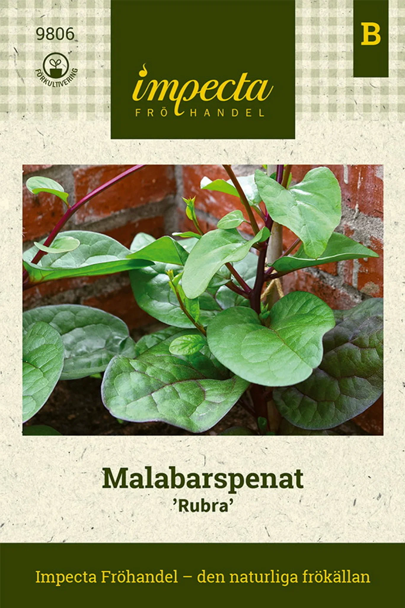 Malabar spinat 'Rubra'