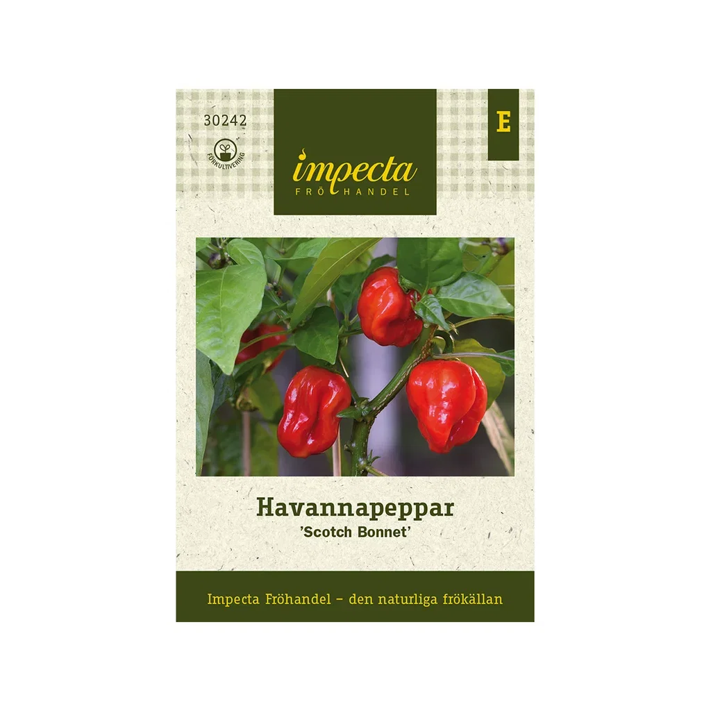 Havanna pepper 'Scotch Bonnet'