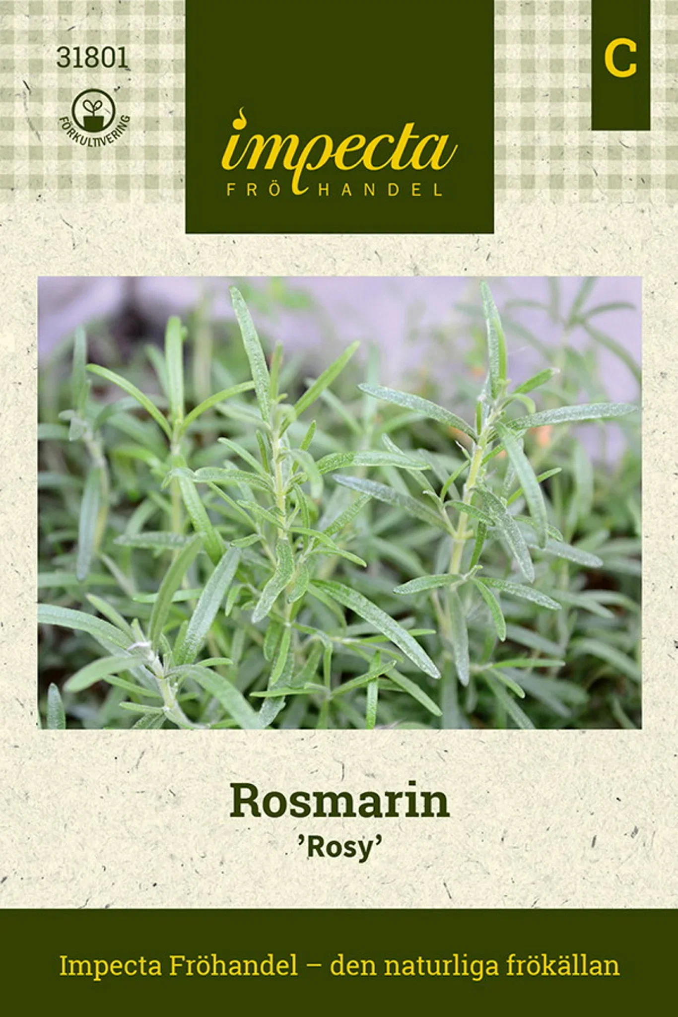 Rosmarin 'Rosy'