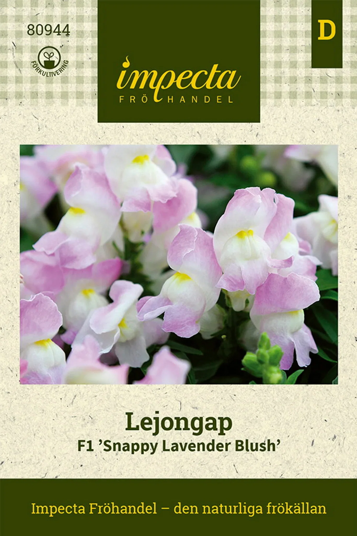 Antirrhinum majus F1 'Snappy Lavender Blush'