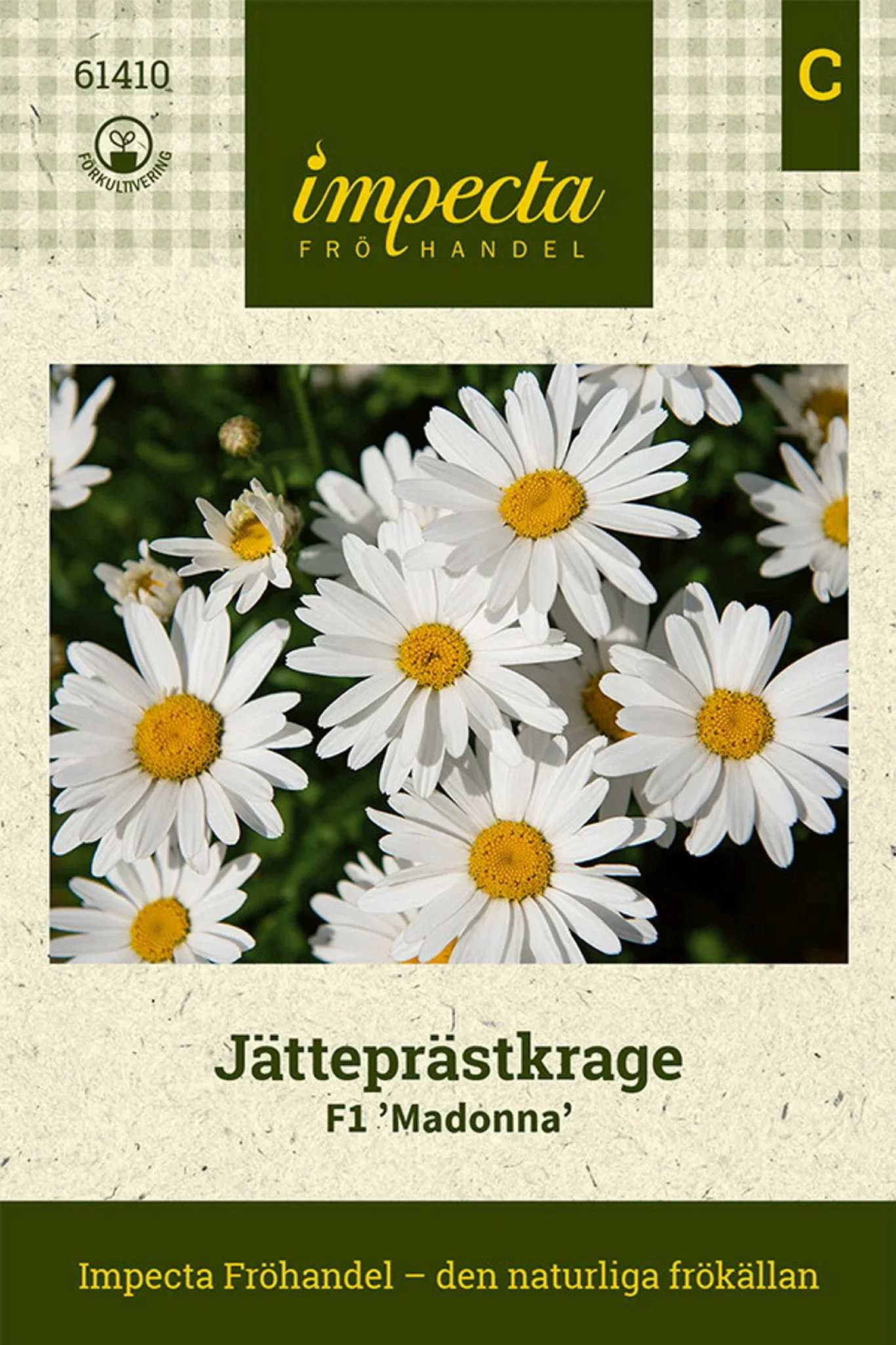 Kjempe tusenfryd F1 'Madonna'