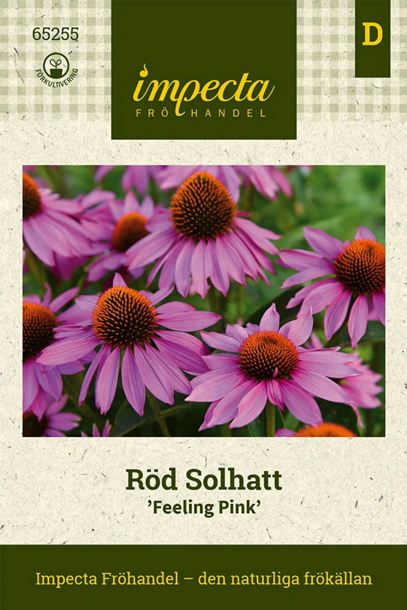 Echinacea purpurea 'Feeling Pink'