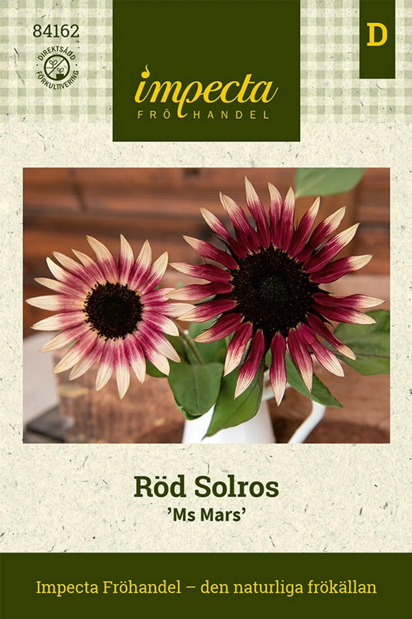 Helianthus annuus 'Ms Mars'