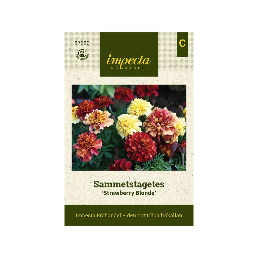 Sammetstagetes 'Strawberry Blonde'