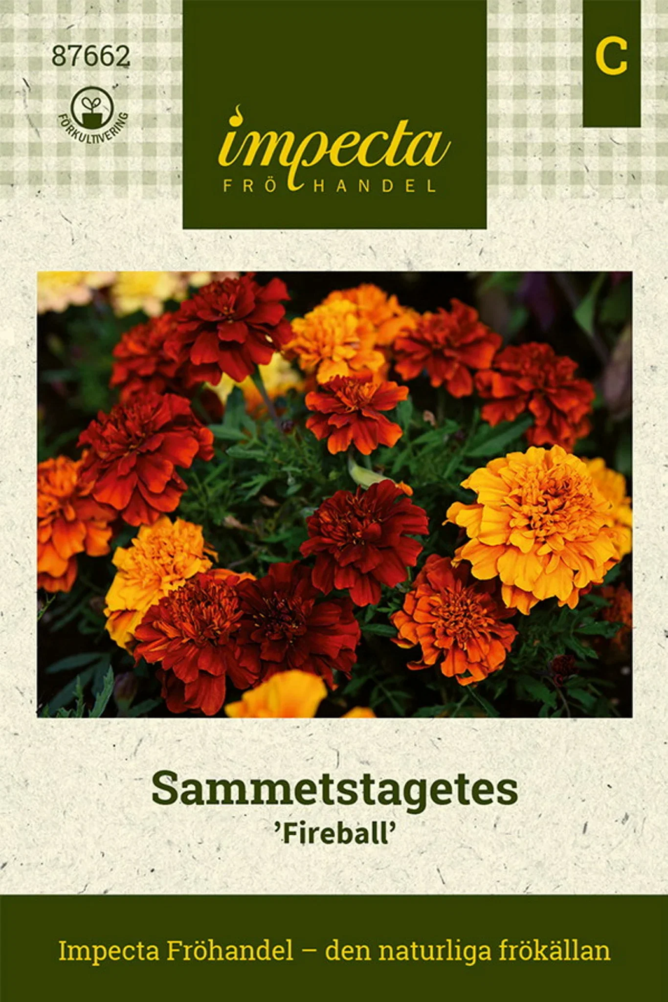Tagetes patula nana 'Fireball'