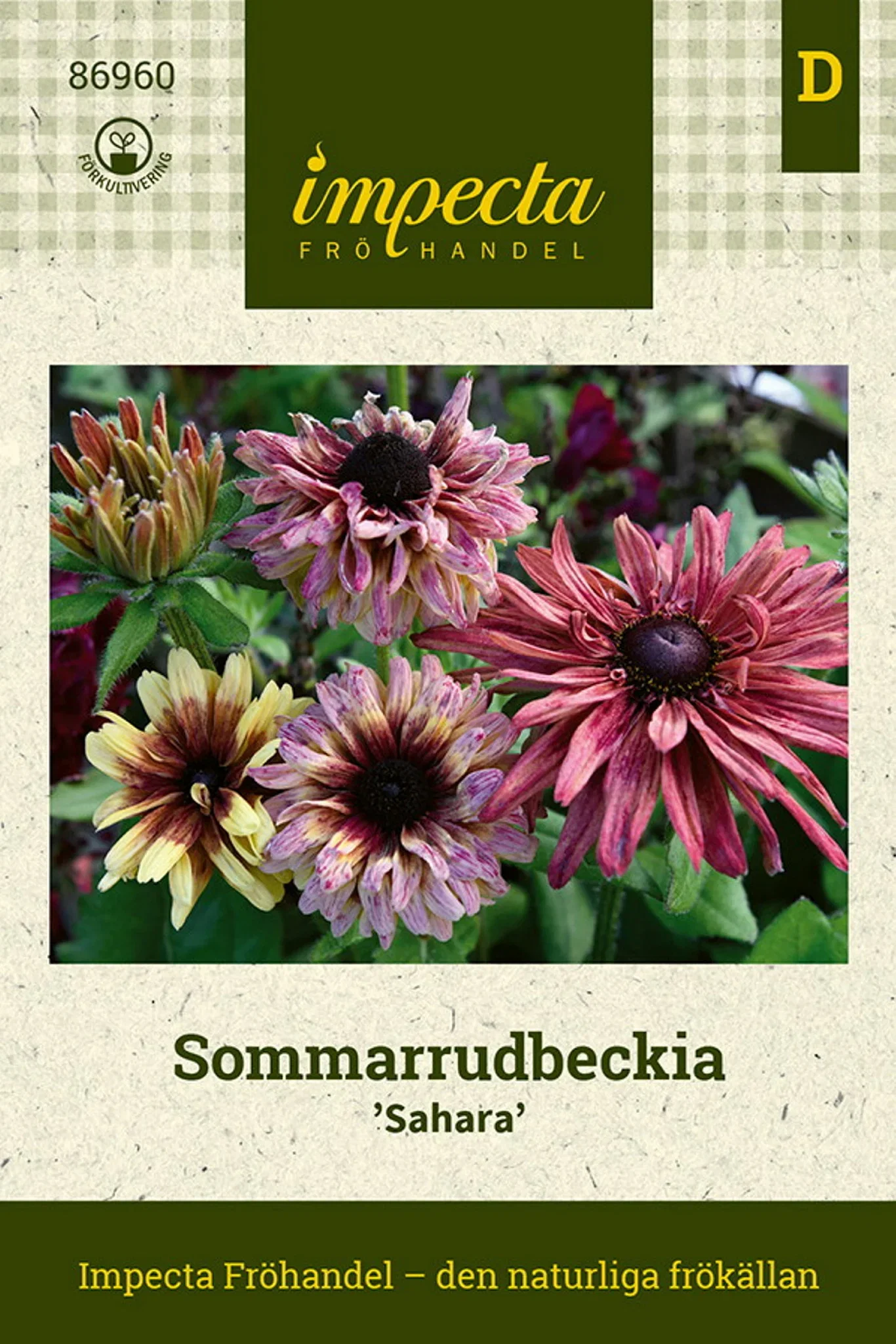 Rudbeckia hirta var. pulcherrima 'Sahara'