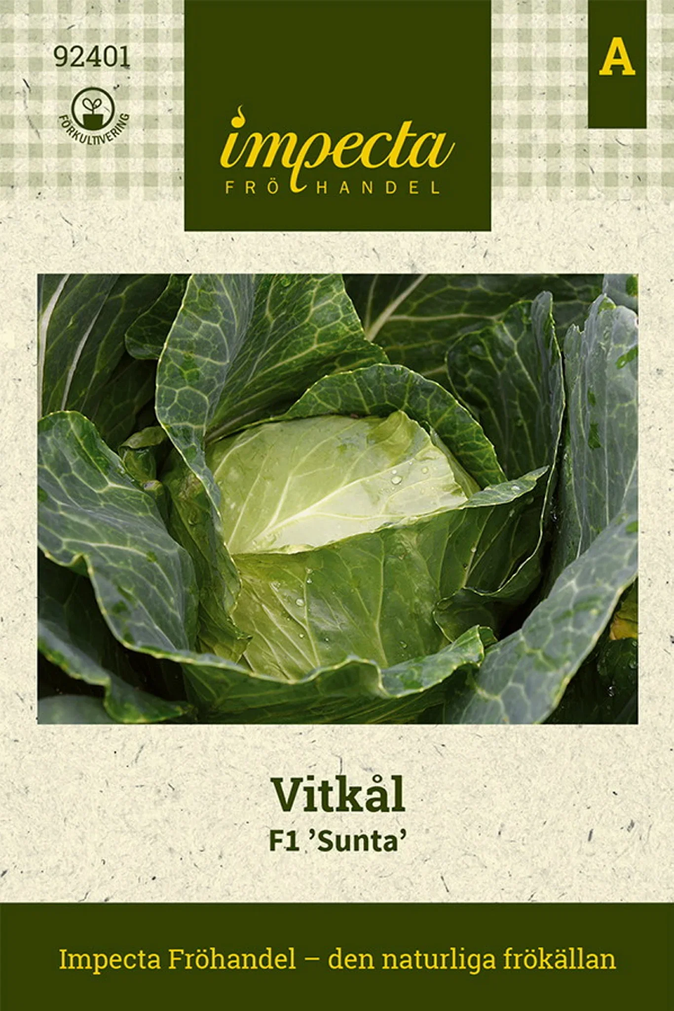 Brassica oleracea F1 'Sunta'