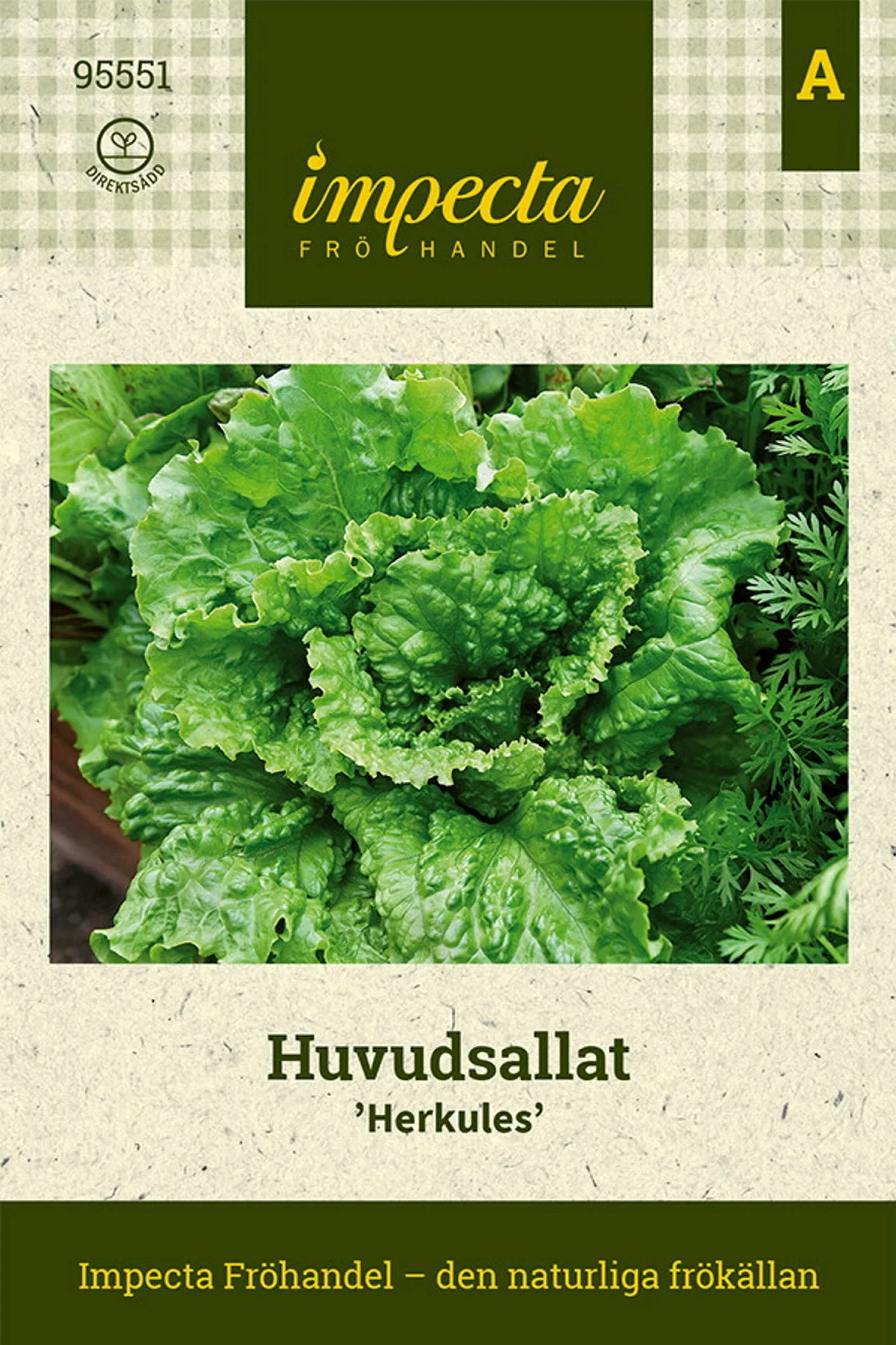 Lactuca sativa 'Herkules'