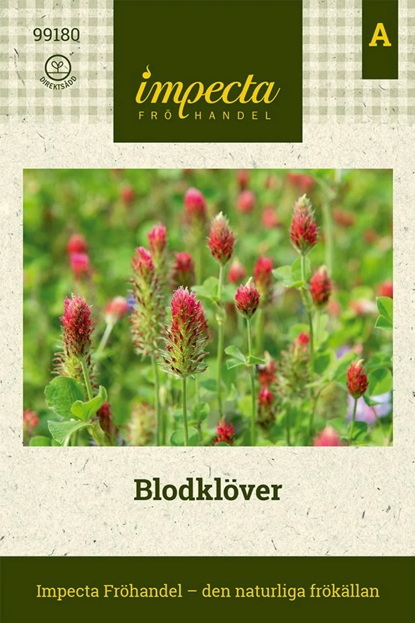 Trifolium incarnatum