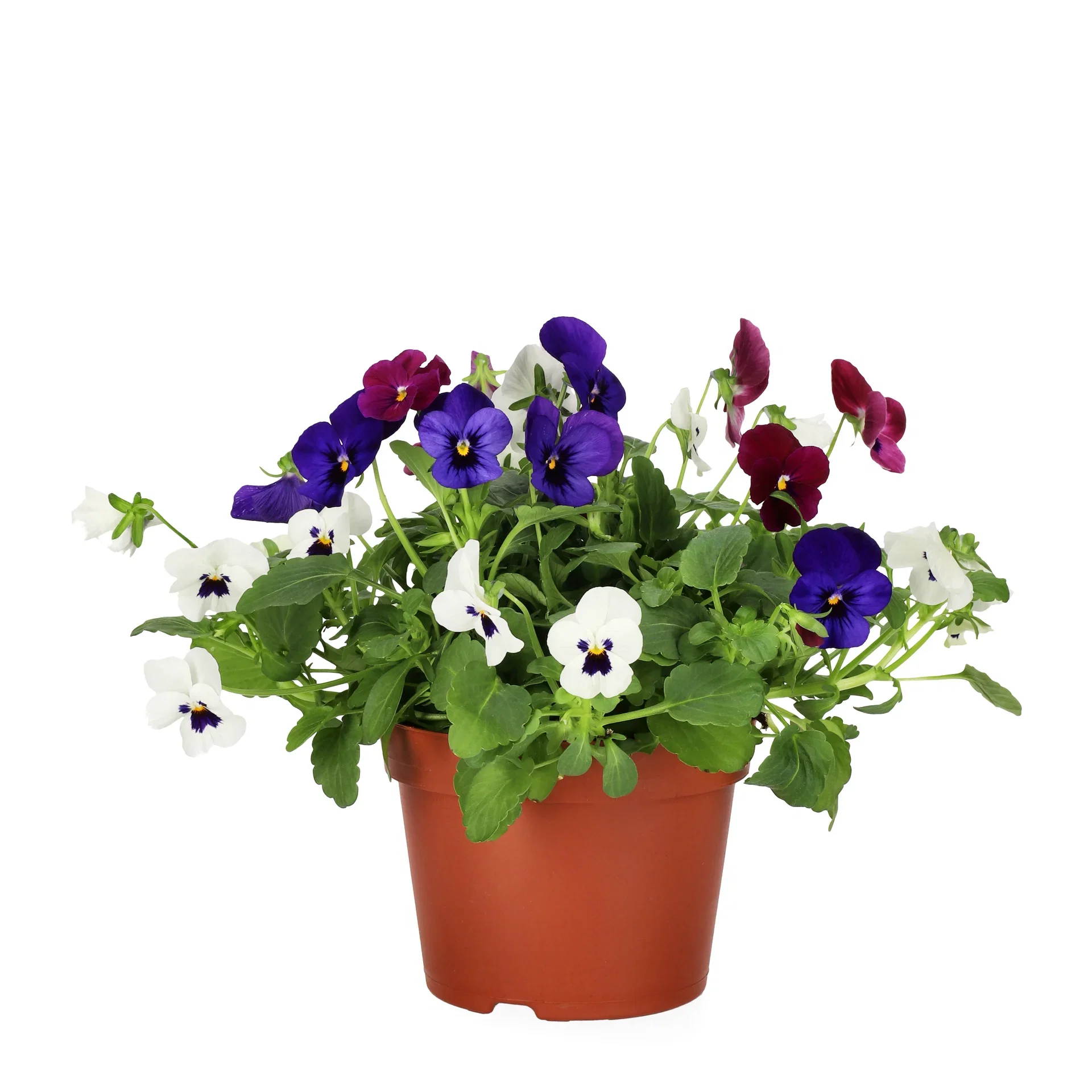 Viola small fl. Romantic G. 12 cm