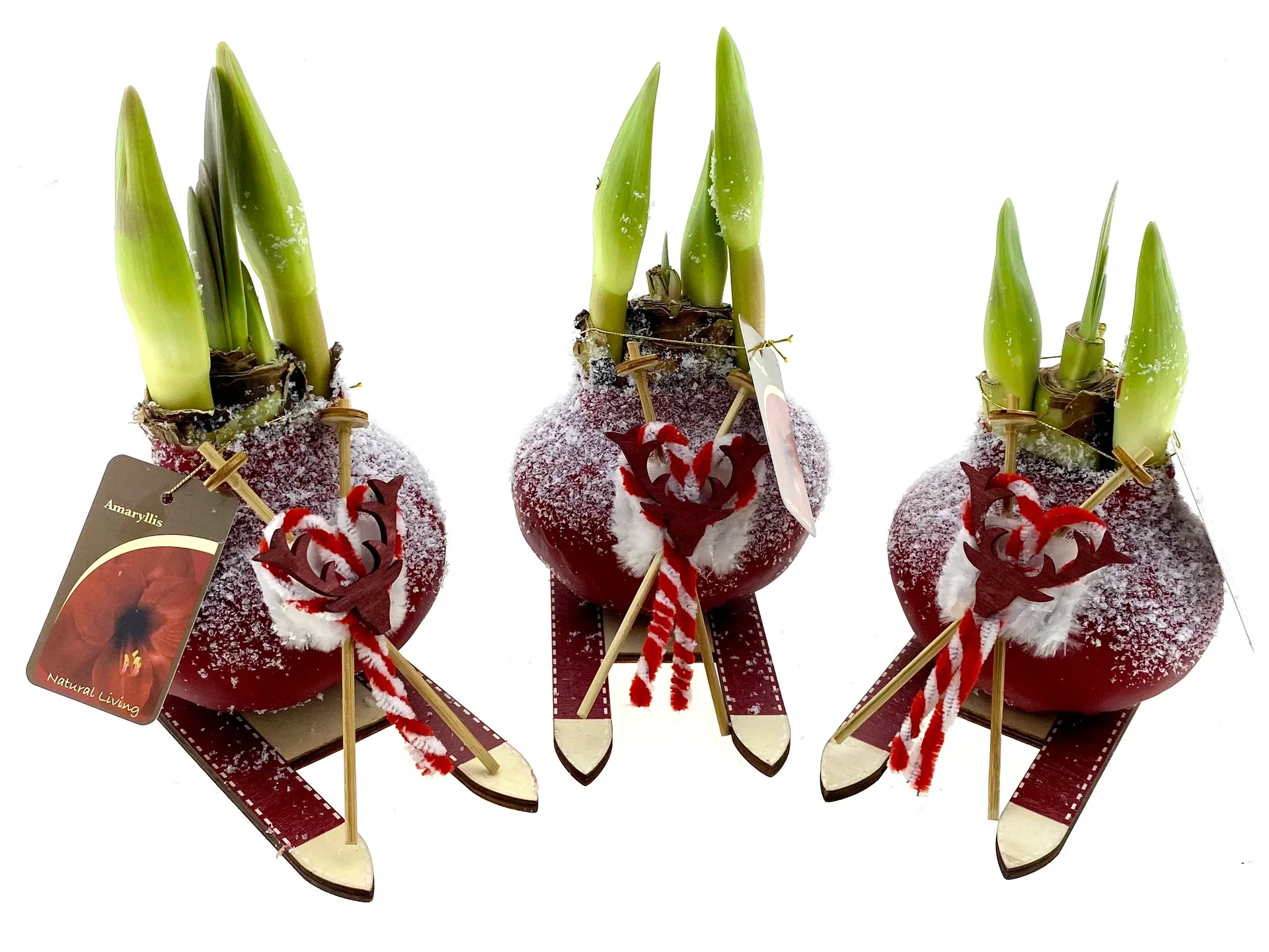 Vokset amaryllisløk