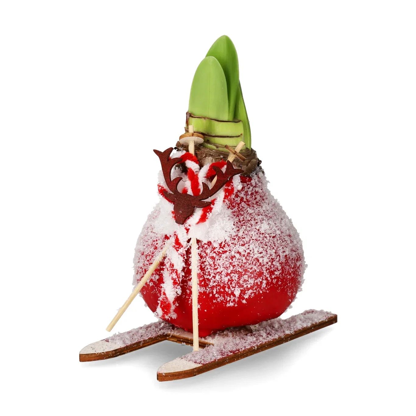 Vokset amaryllisløk