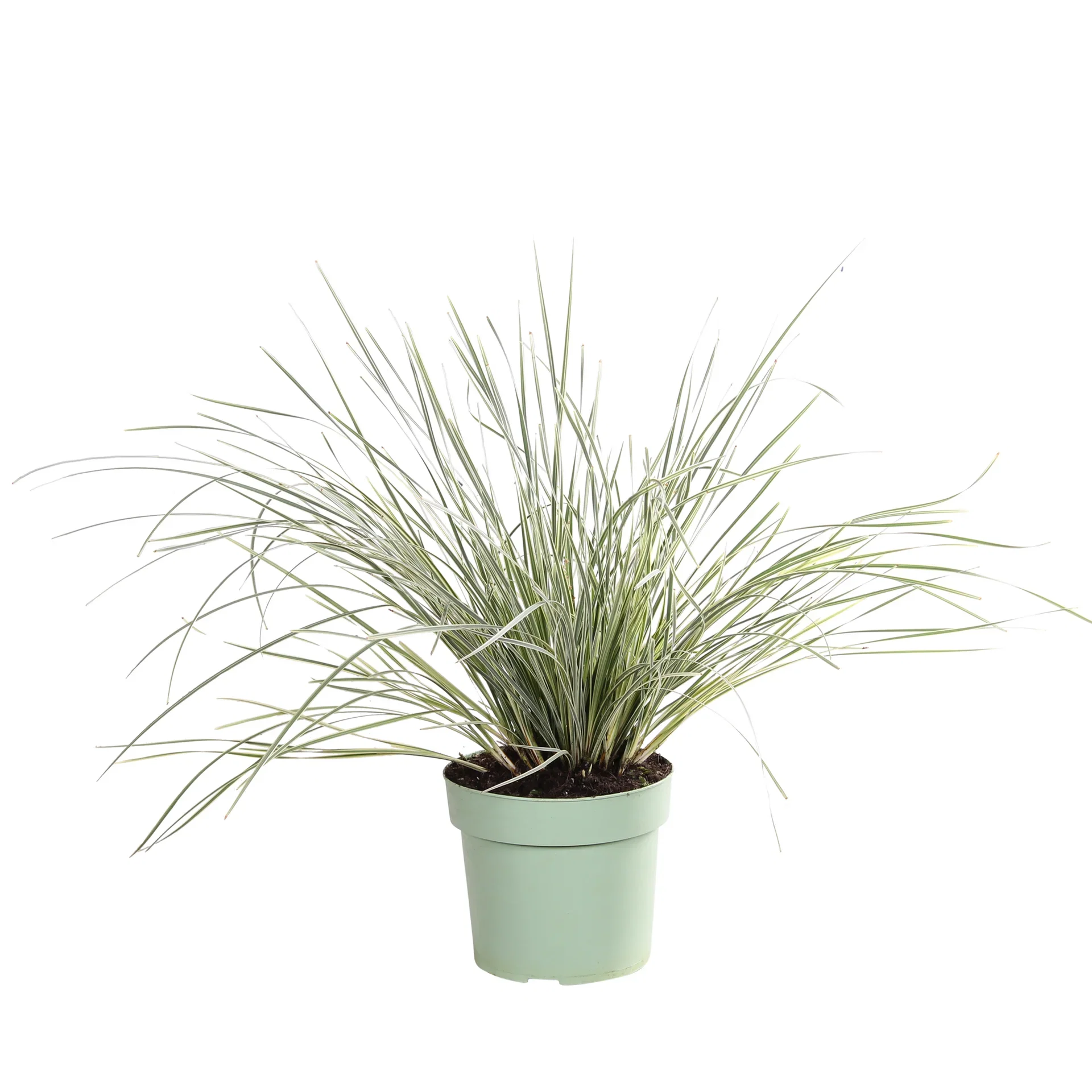Lomandra 'White Sands' 19 cm