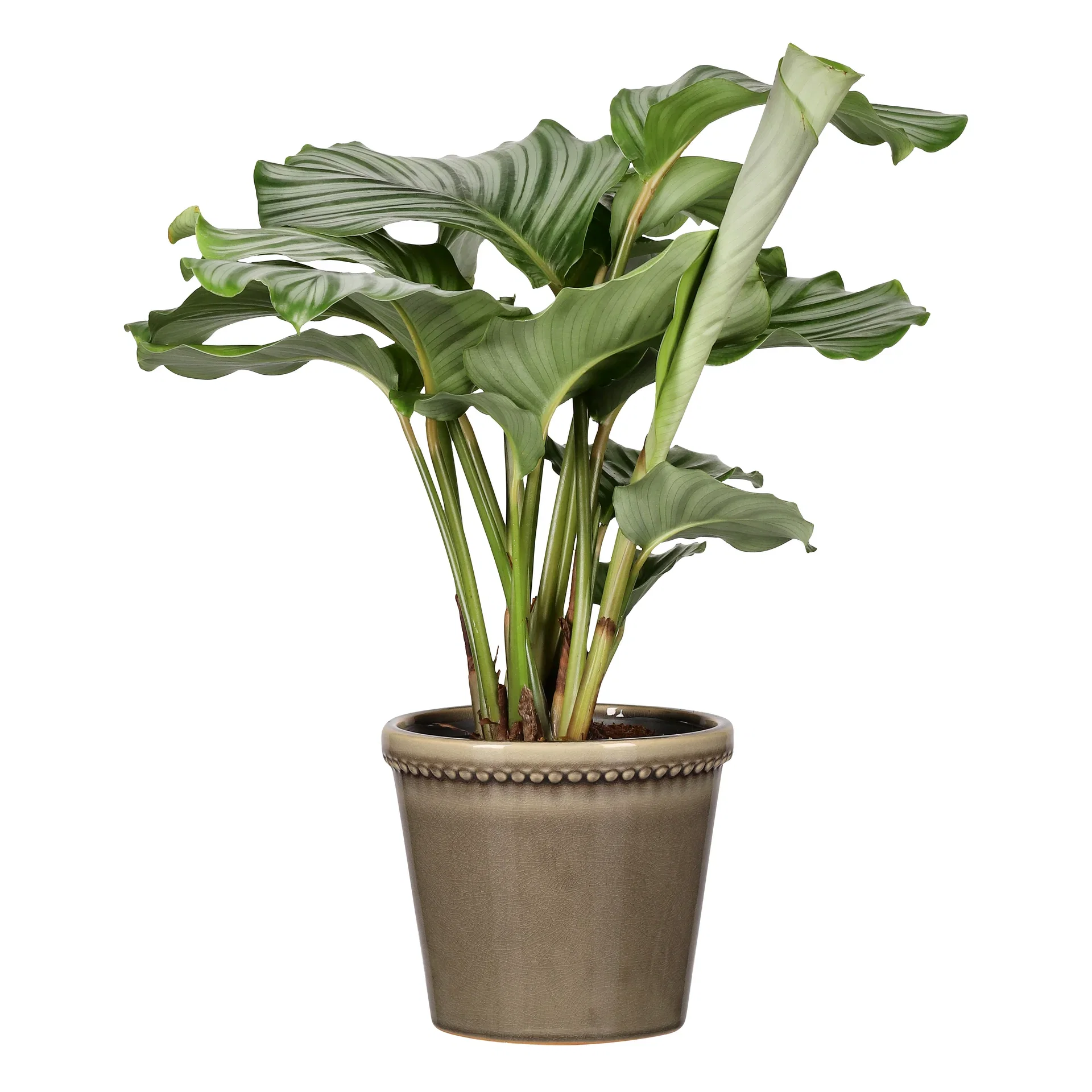 Potte Elliot