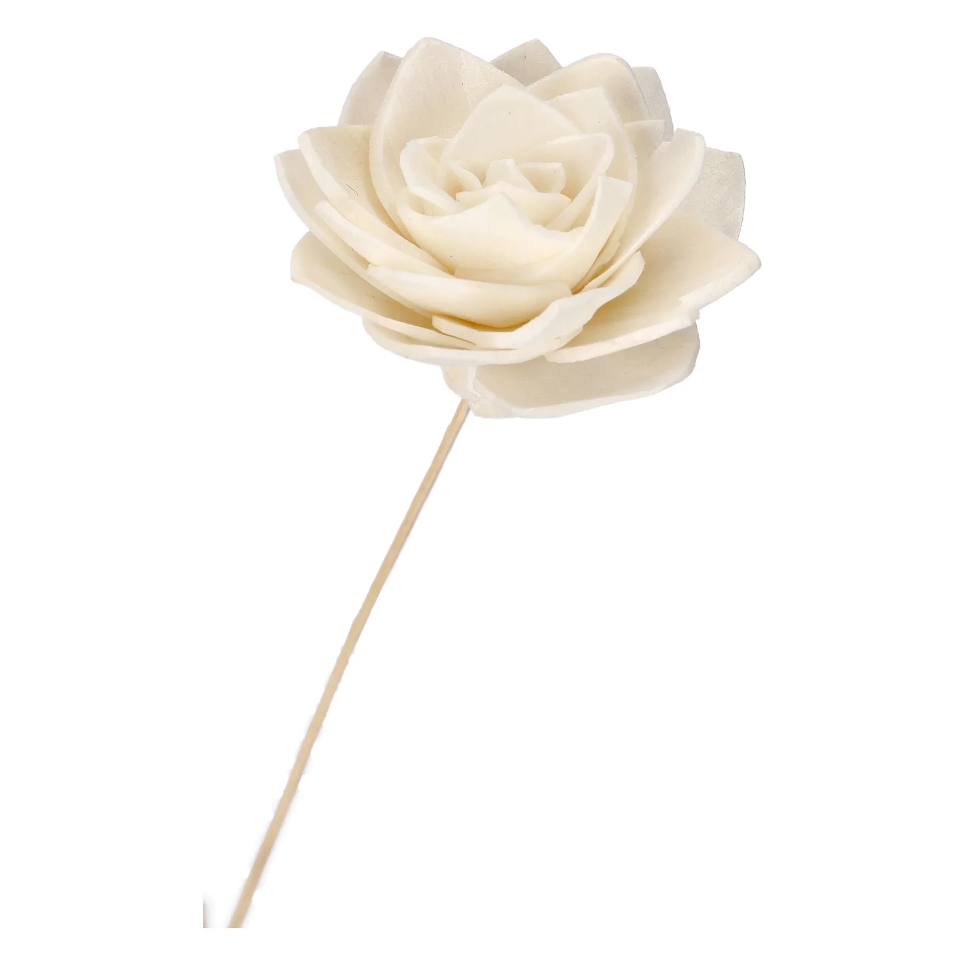 Papirblomst Vannlilje