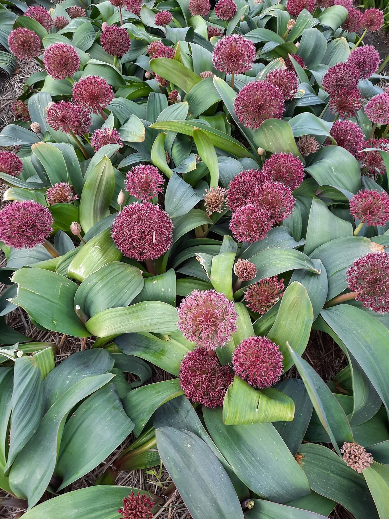 Allium Red Giant