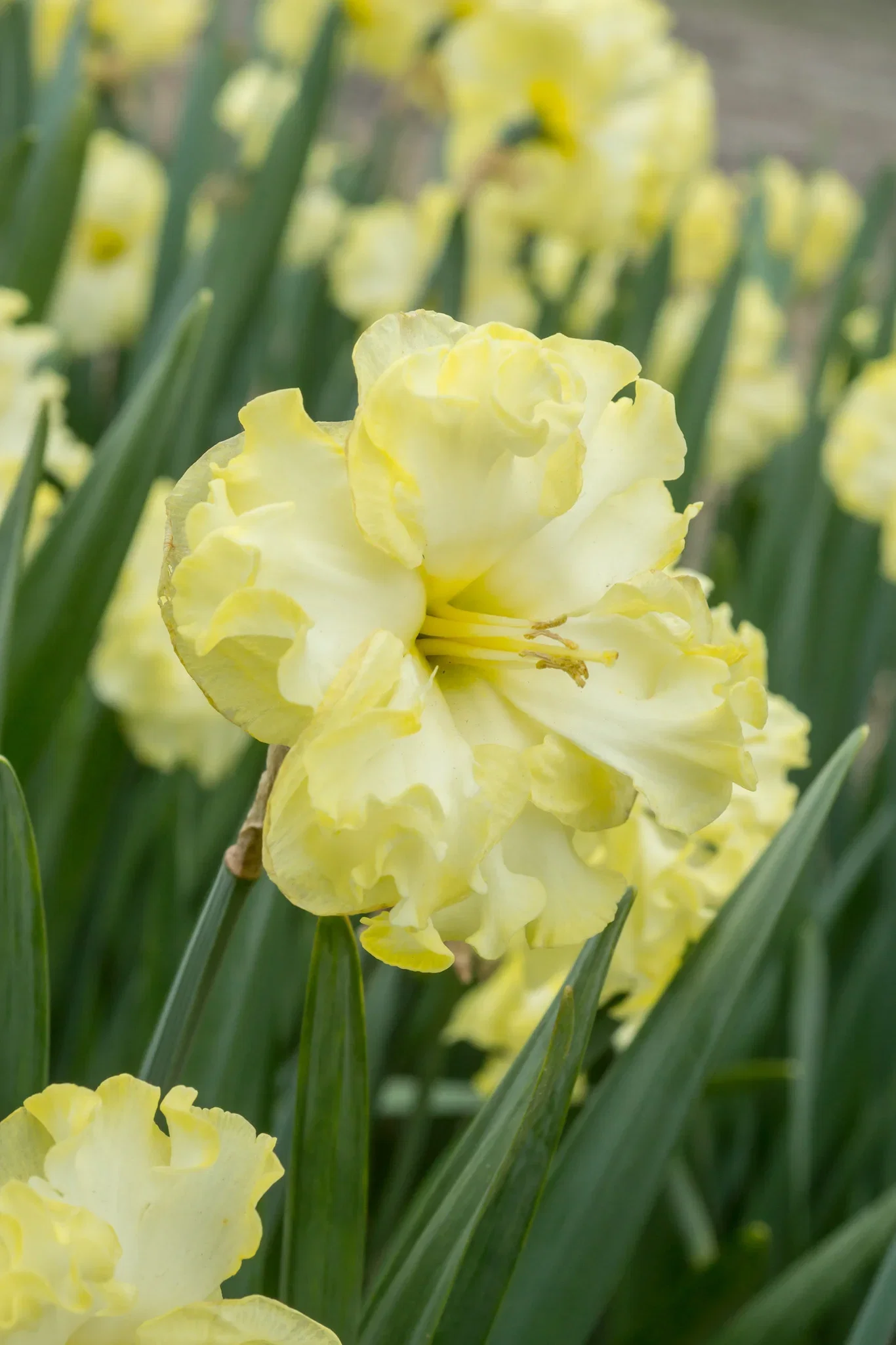 Påskelilje 'Sunny Side Up'