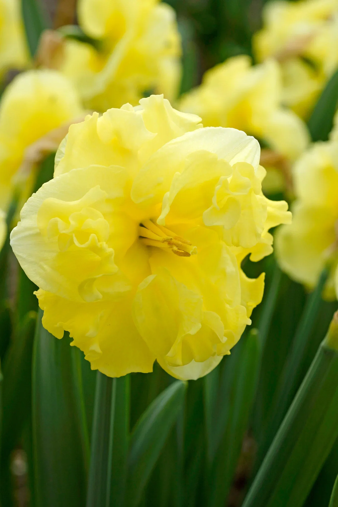 Påskelilje 'Sunny Side Up'