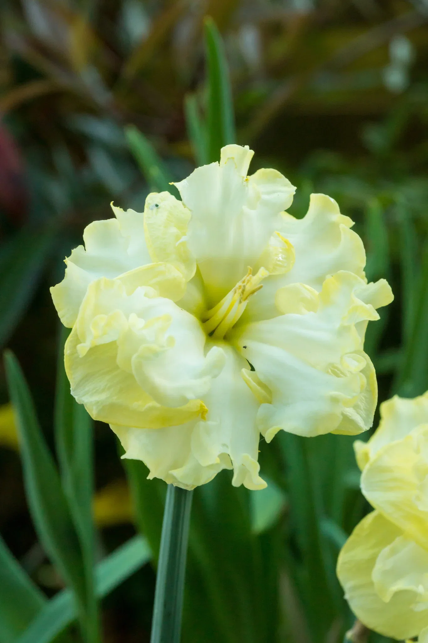 Påskelilje 'Sunny Side Up'