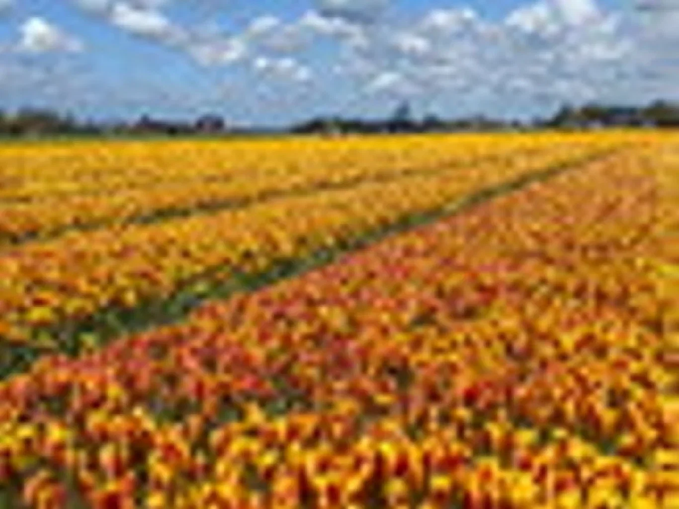 Tulipa clusiana var chrysantha BIO