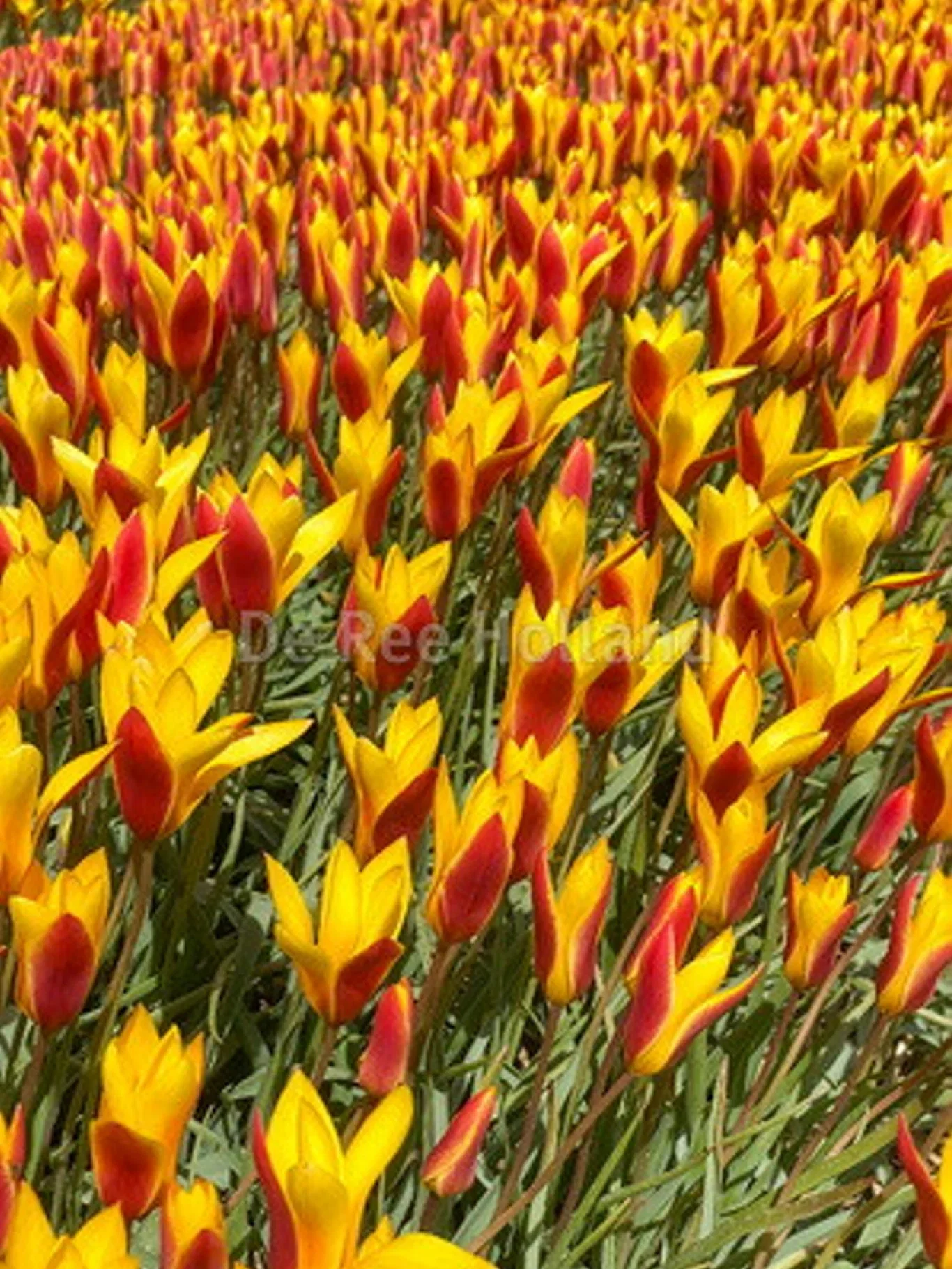 Tulipa clusiana var chrysantha BIO