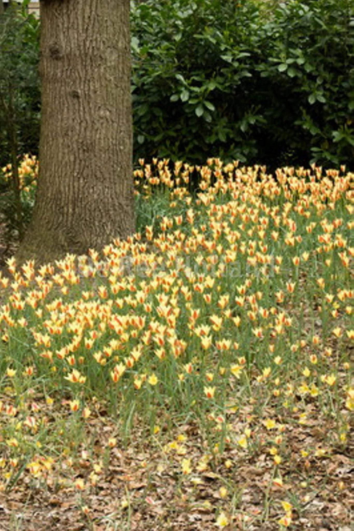 Tulipa clusiana var chrysantha BIO