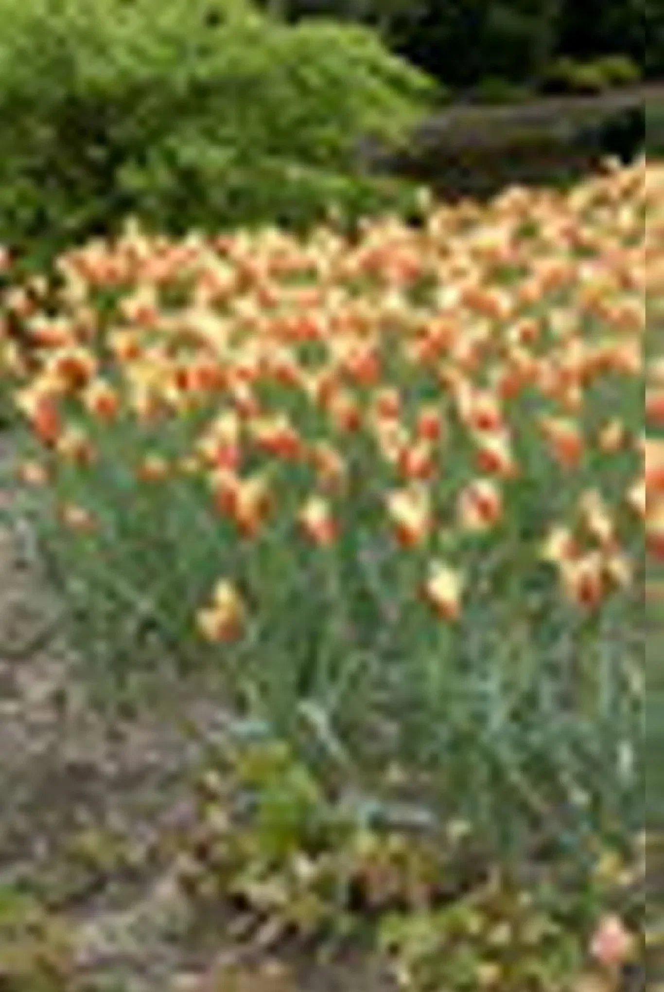 Tulipa clusiana var chrysantha BIO