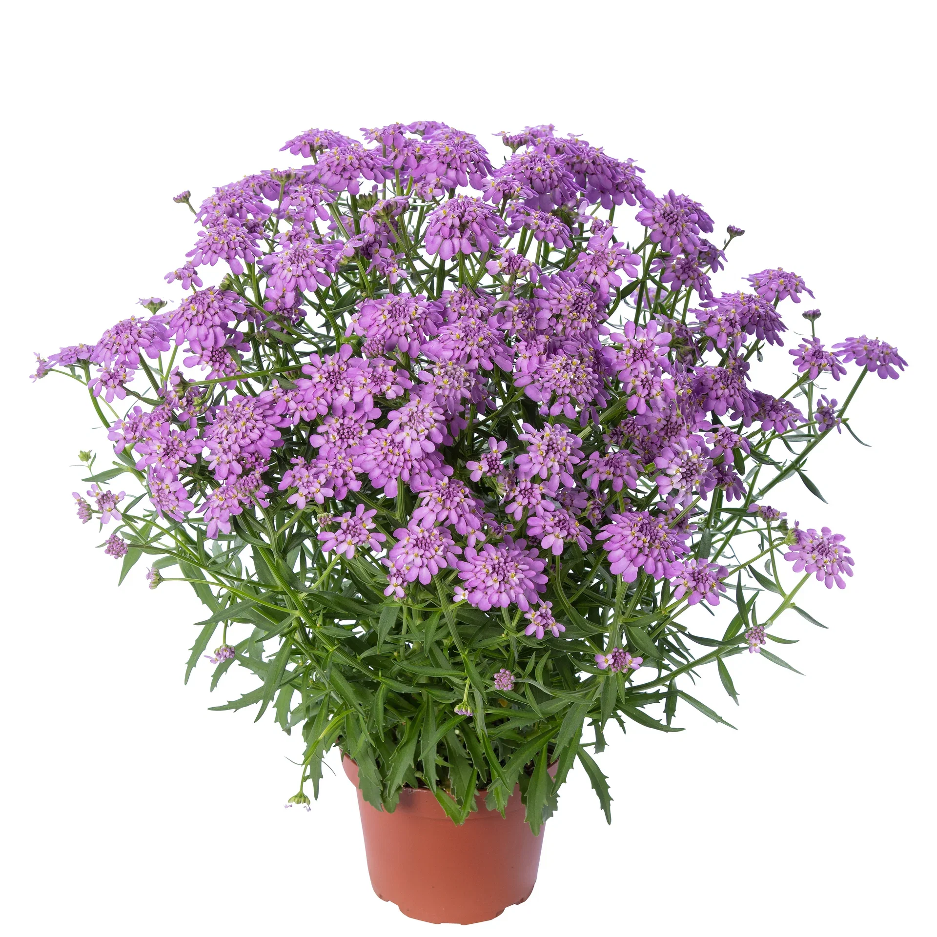 Iberis sempervirens 'Mermaid Lavender' 17 cm