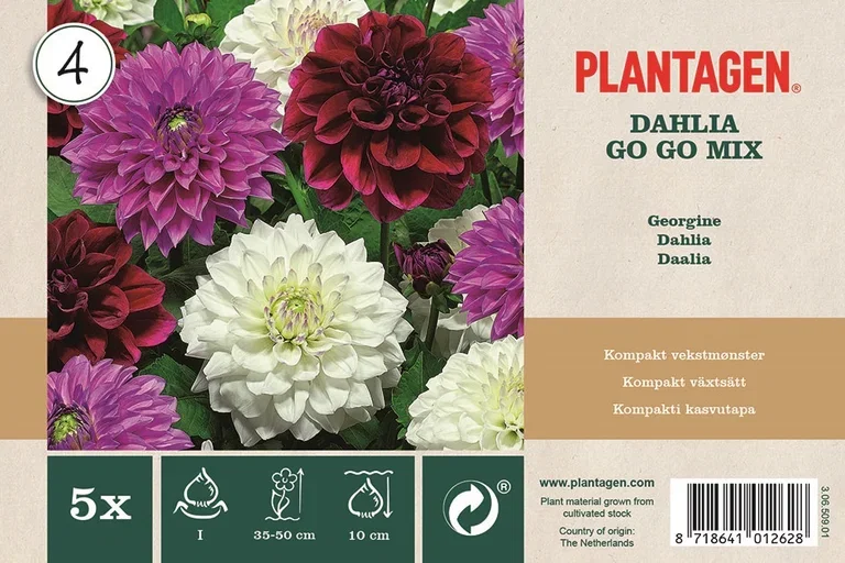 Dahlia Go Go Mix