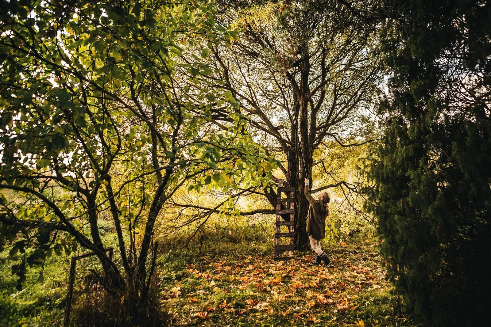 Telescopic Tree Pruner UPX86