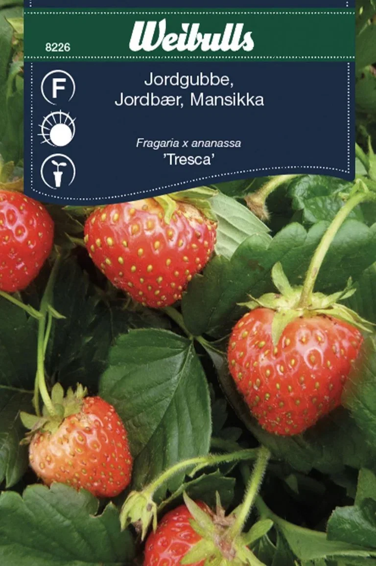 Fragaria x ananassa