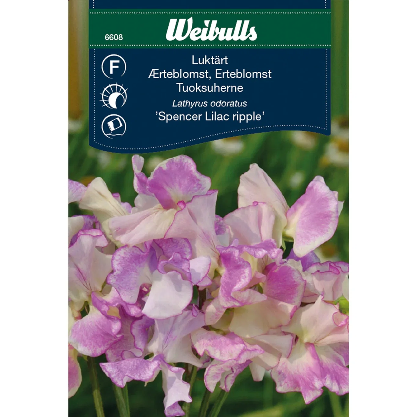 Lanterne 'Lilac ripple'