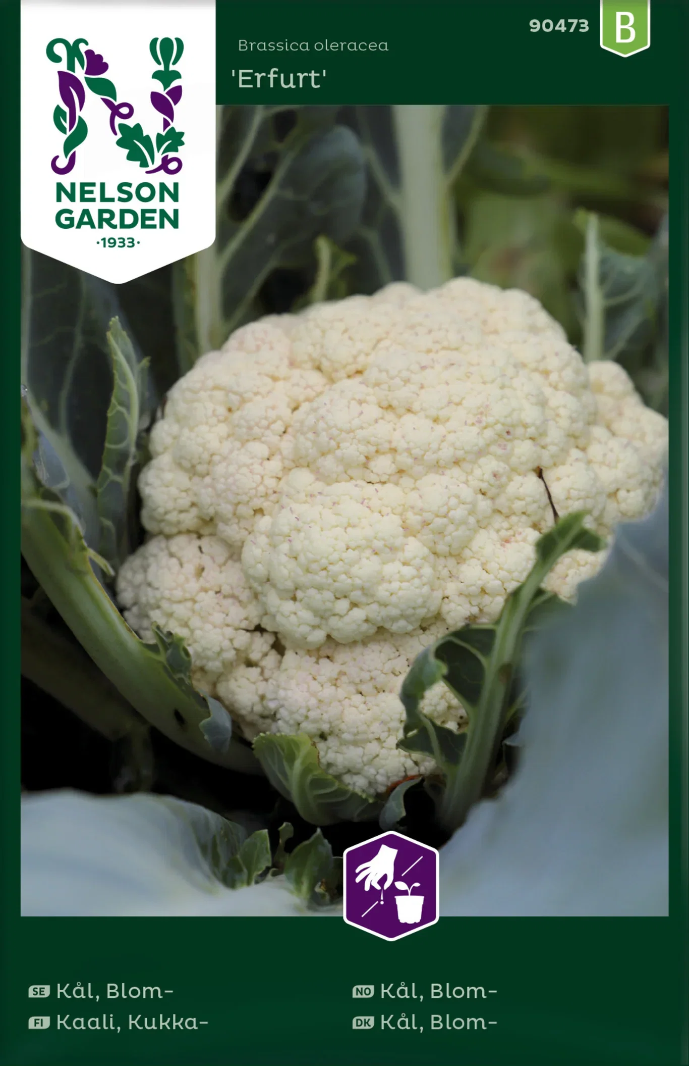 Kål, Blom-, Erfurt