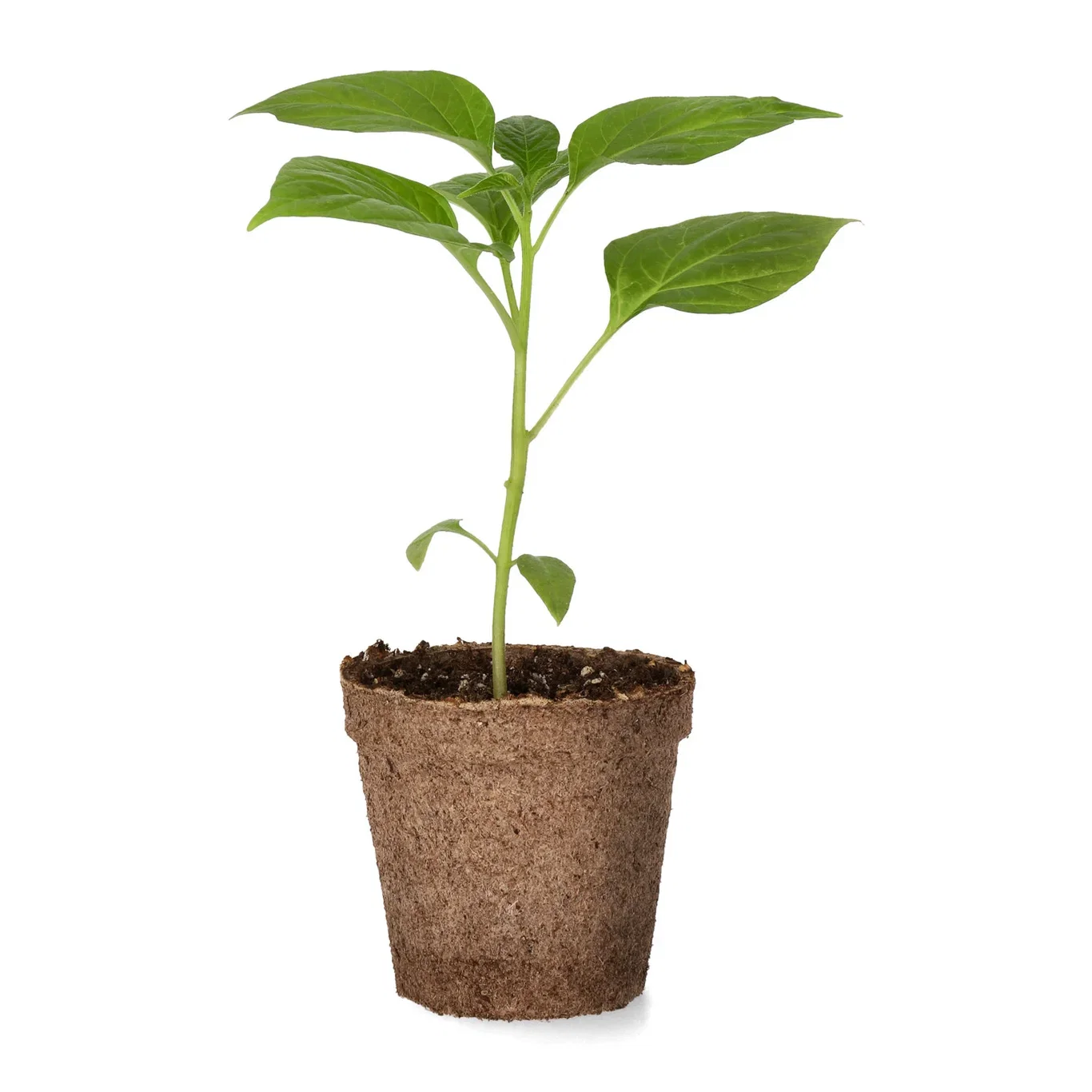 Capsicum Chili 'Habanero Red' 6 cm