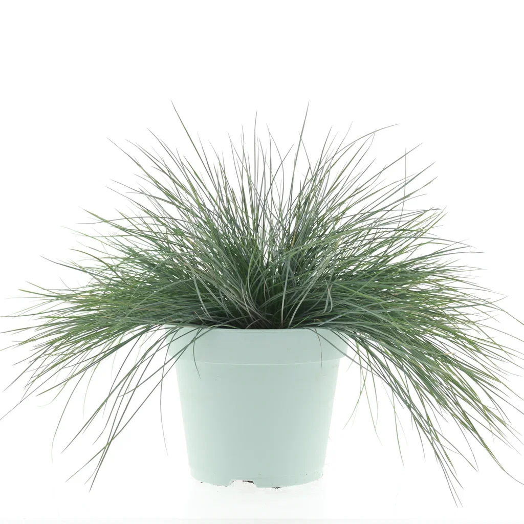 Festuca 'Intense Blue' 17 cm