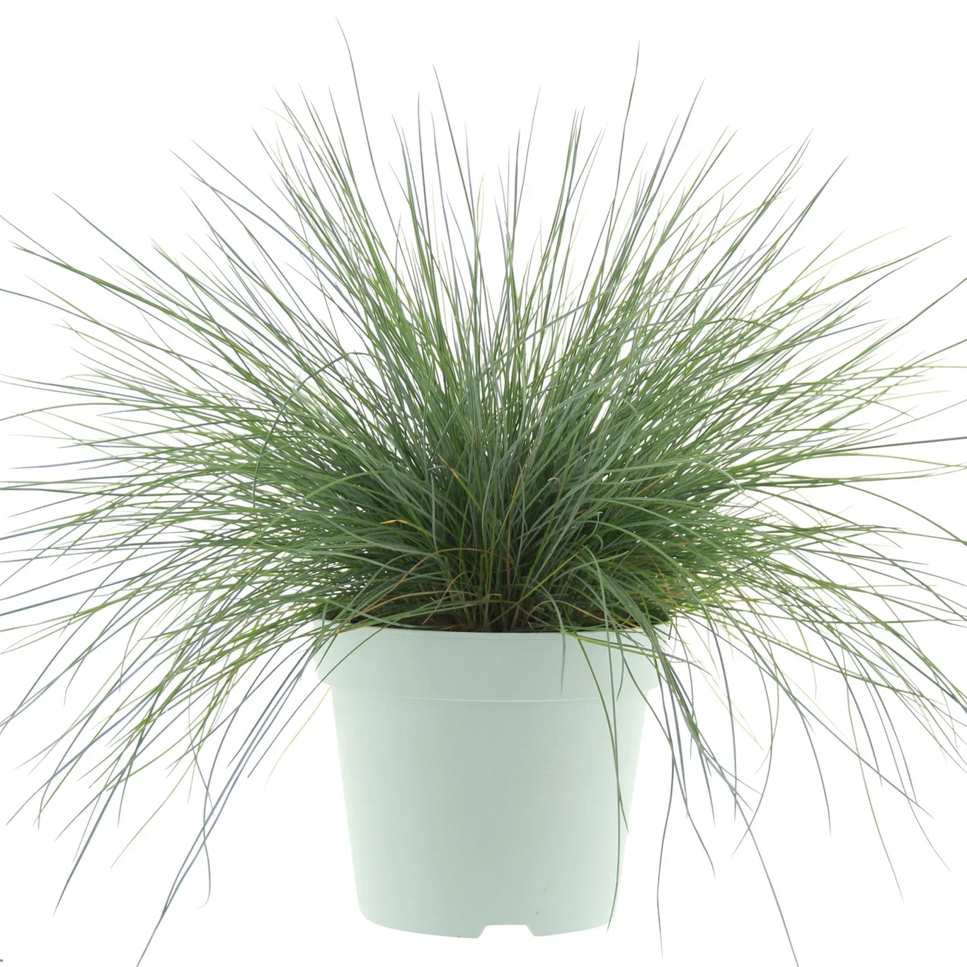 Festuca 'Intense Blue' 17 cm