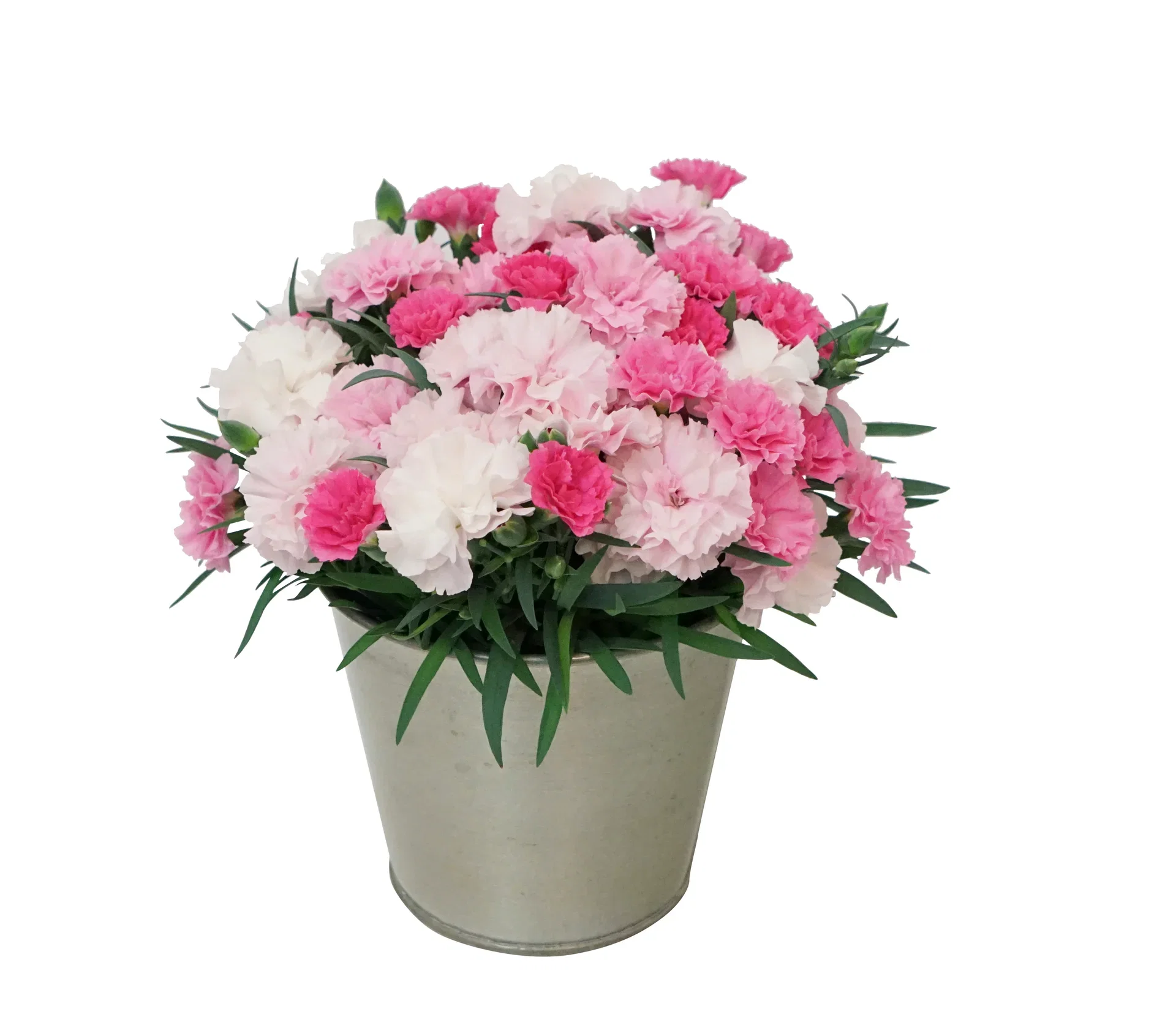 Hagenellik 'I Love You'