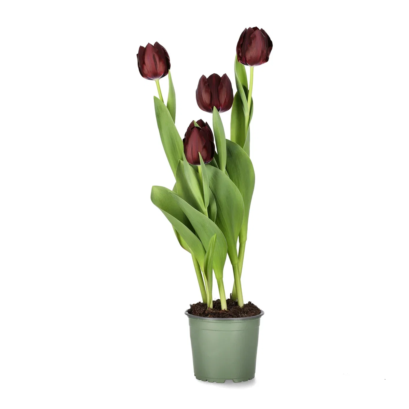 Tulipa 'Black Bean' 12 cm
