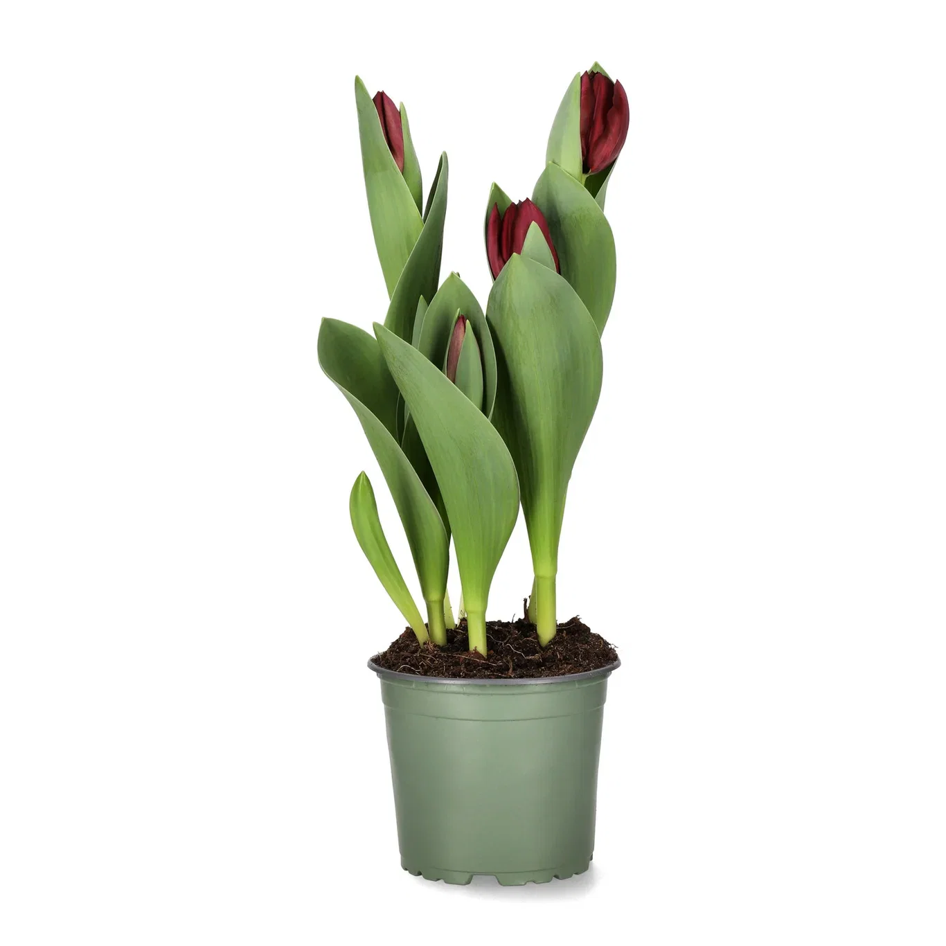 Tulipa 'Black Bean' 12 cm