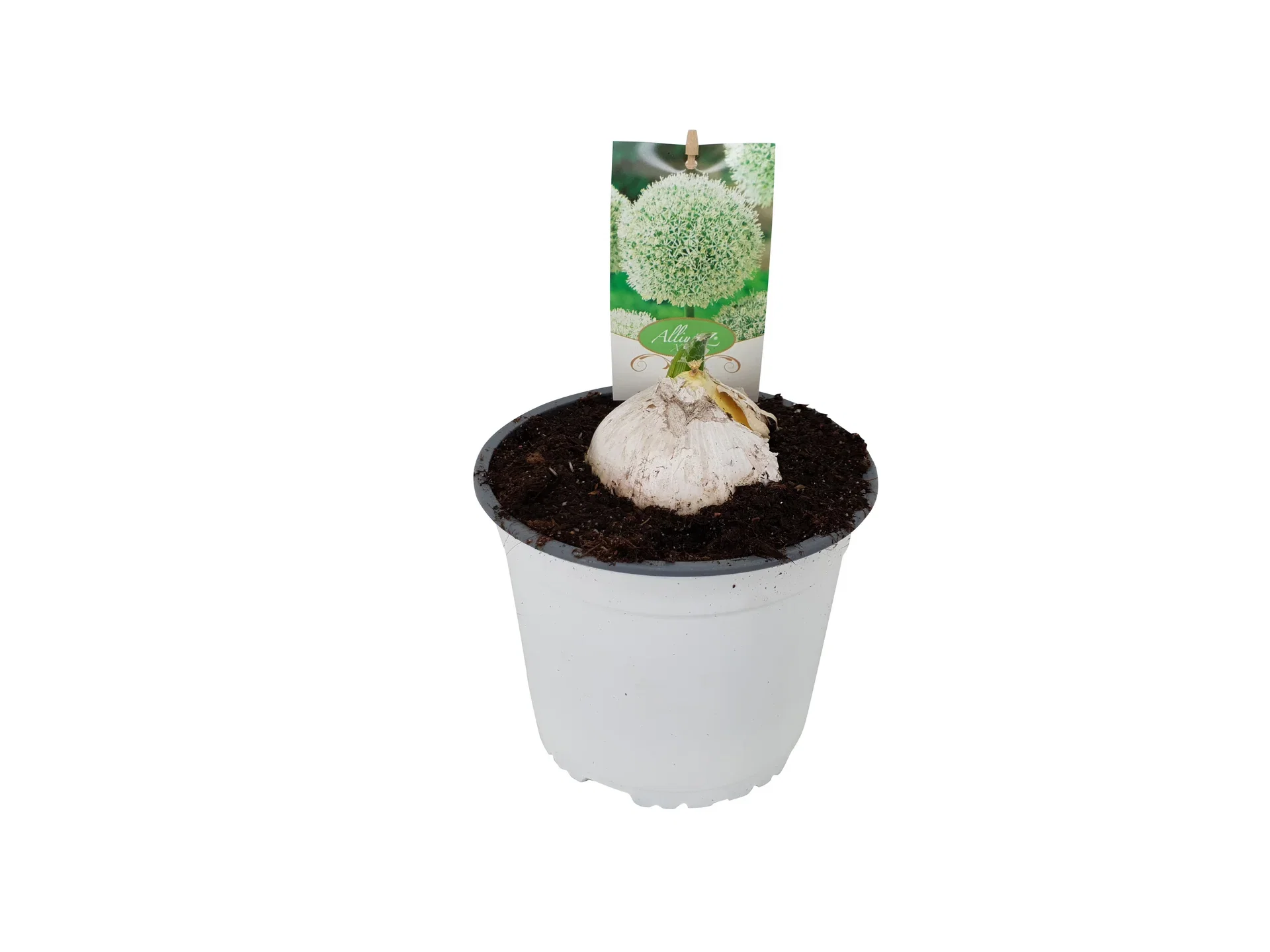 Allium g. 'Mount Everest' 14 cm