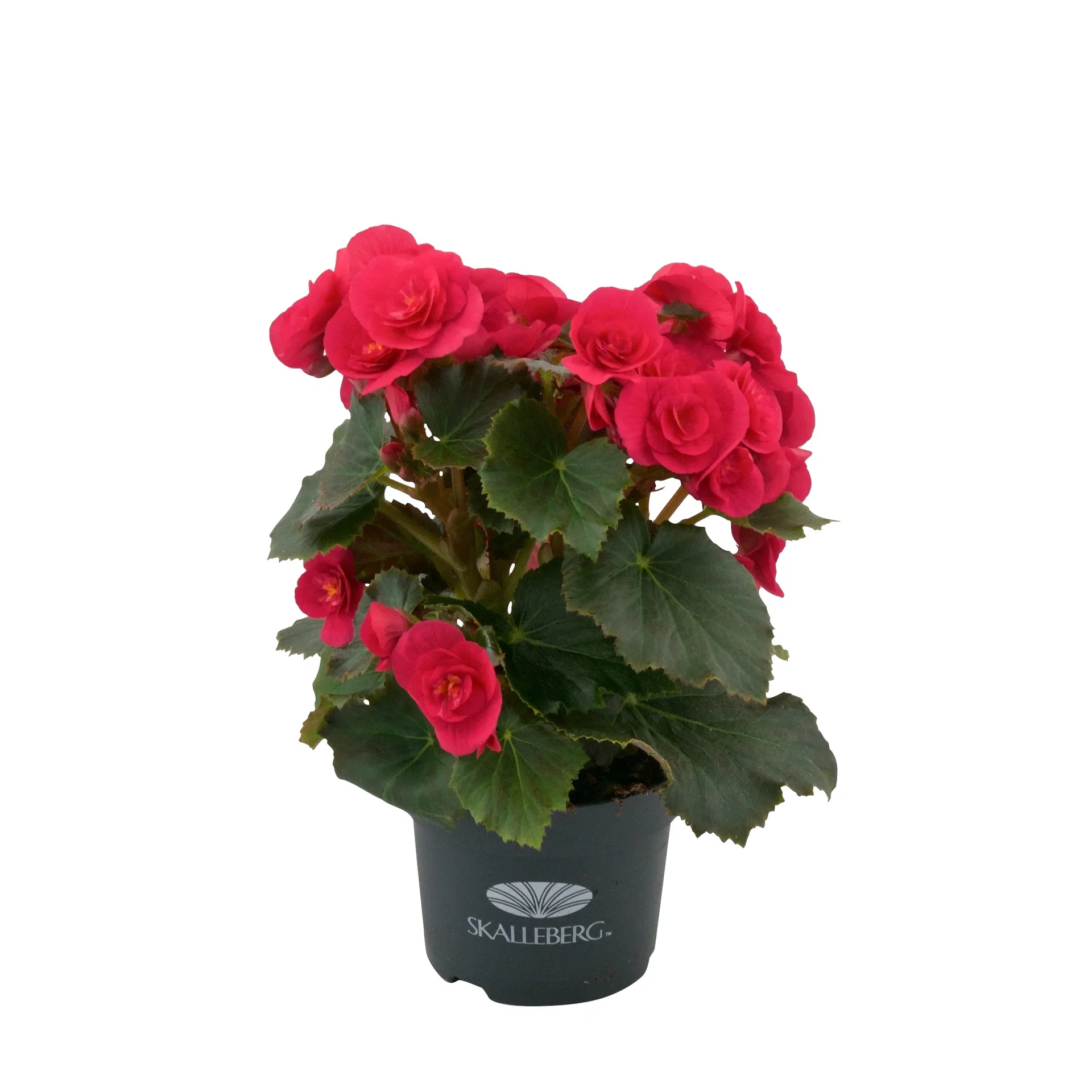 Begonia 'Belove Cherry'