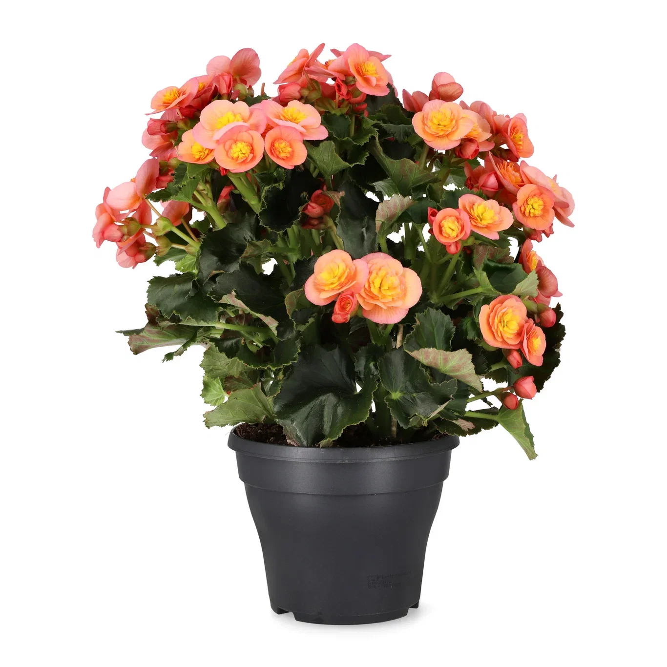 Begonia 'Belove' 19 cm