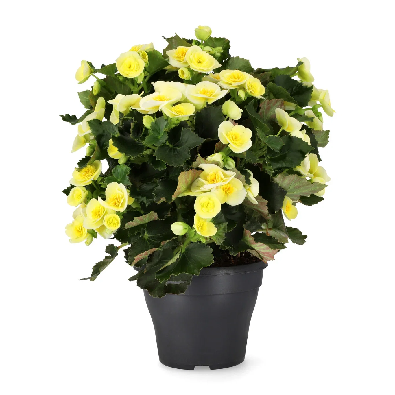 Begonia 'Belove' 19 cm