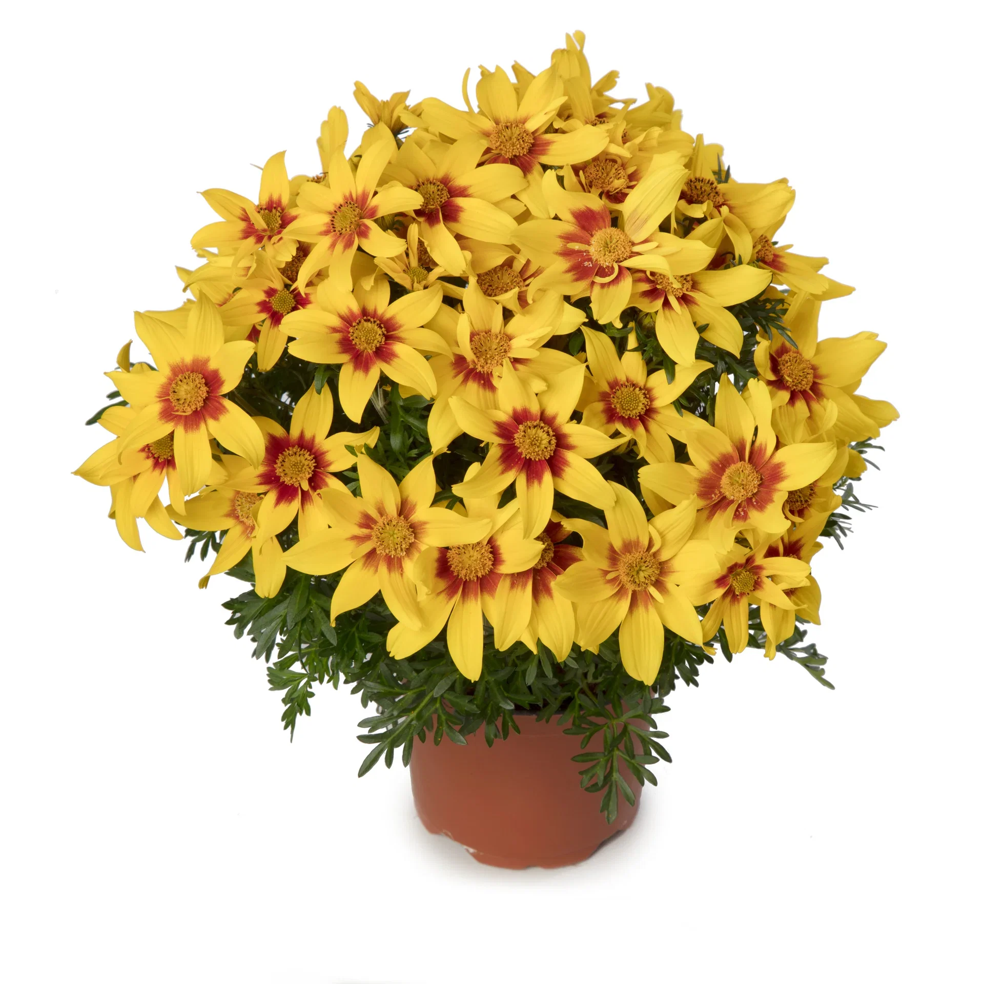 Bidens brazen 'Eternal Flame’ 12 cm