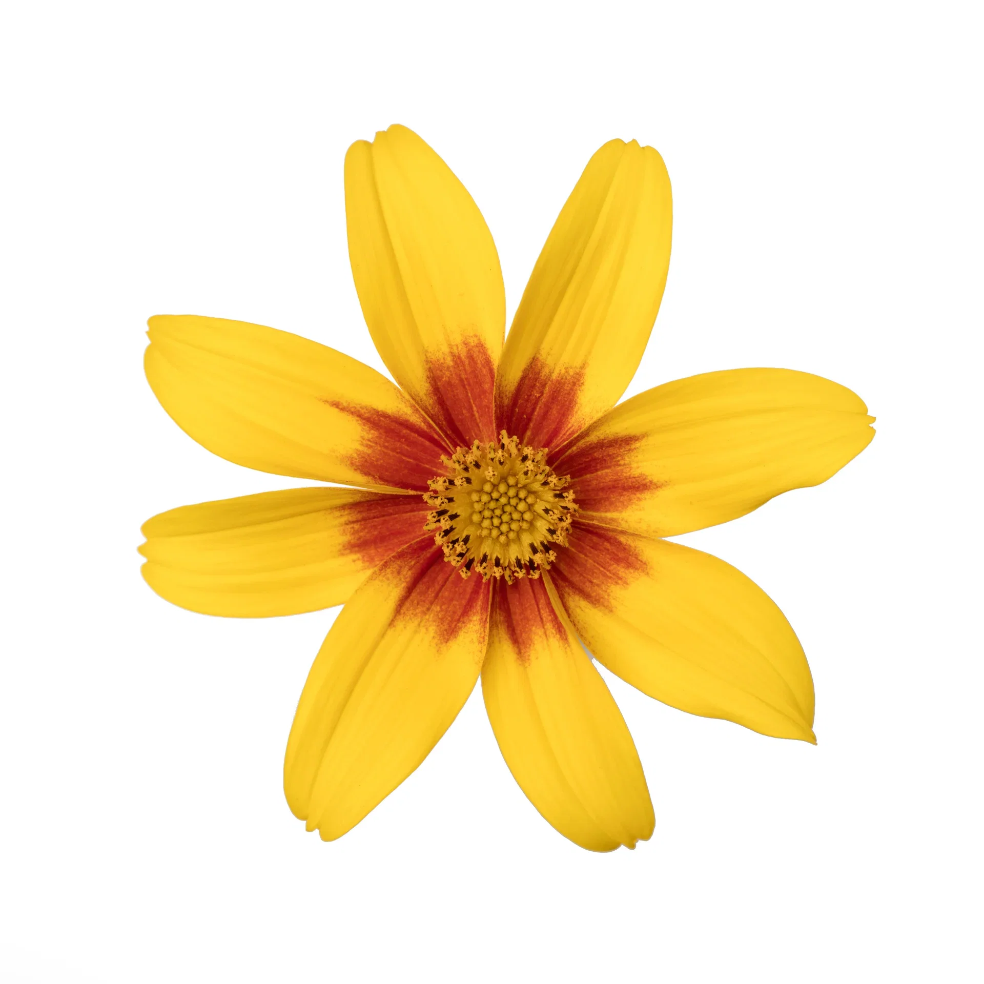 Bidens brazen 'Eternal Flame’ 12 cm