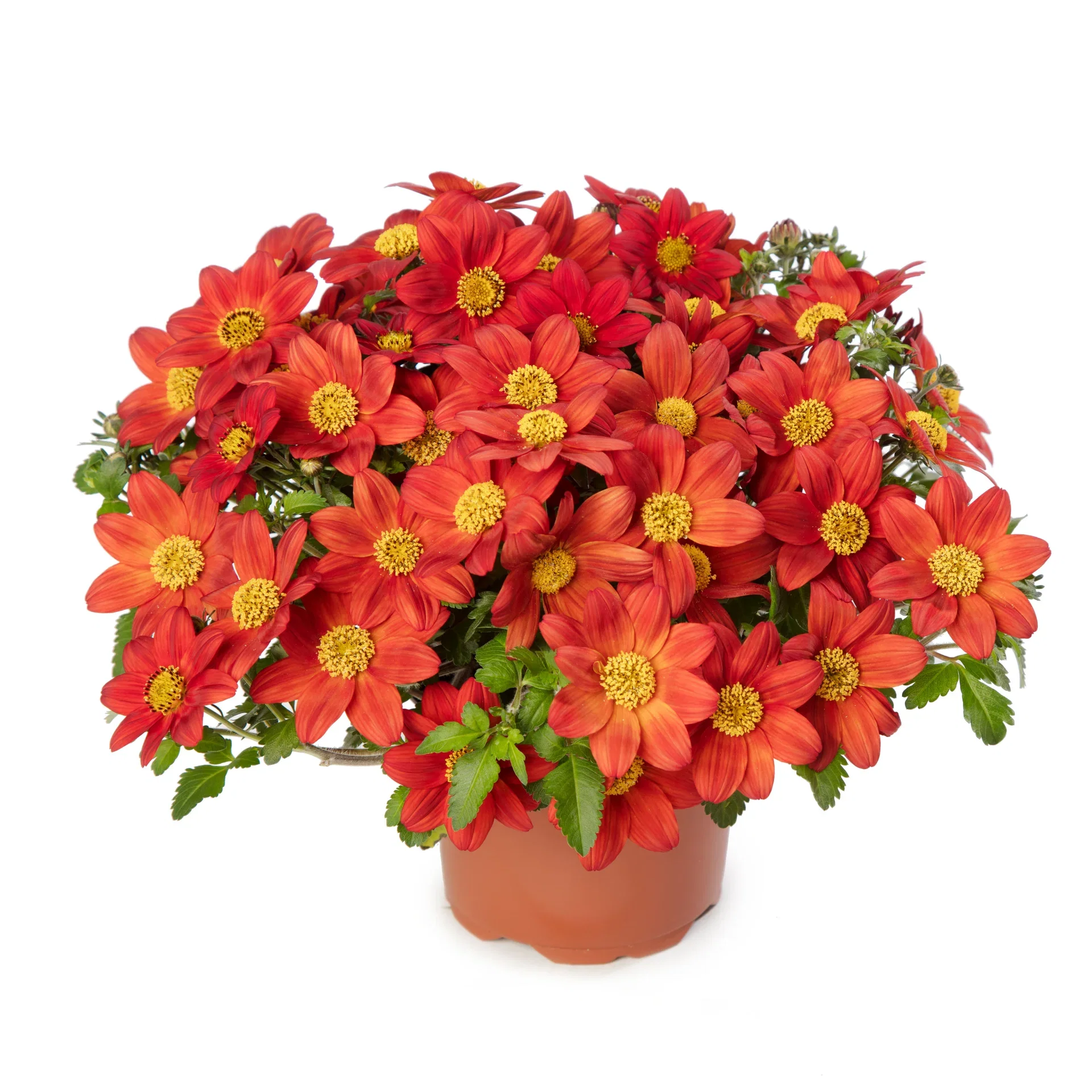 Bidens brazen 'Rising Sun’ 12 cm