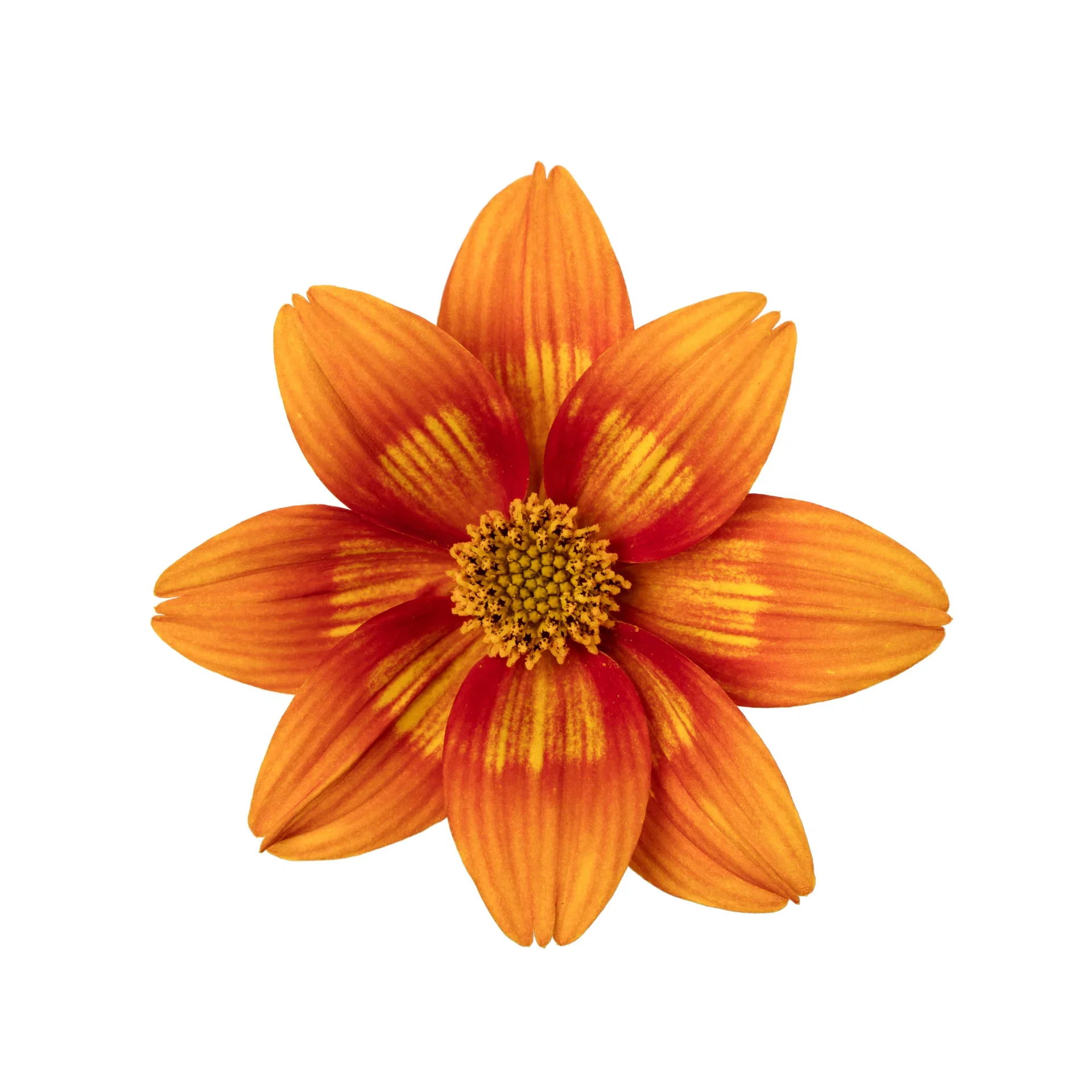 Bidens brazen 'Glowing Sky’ 12 cm