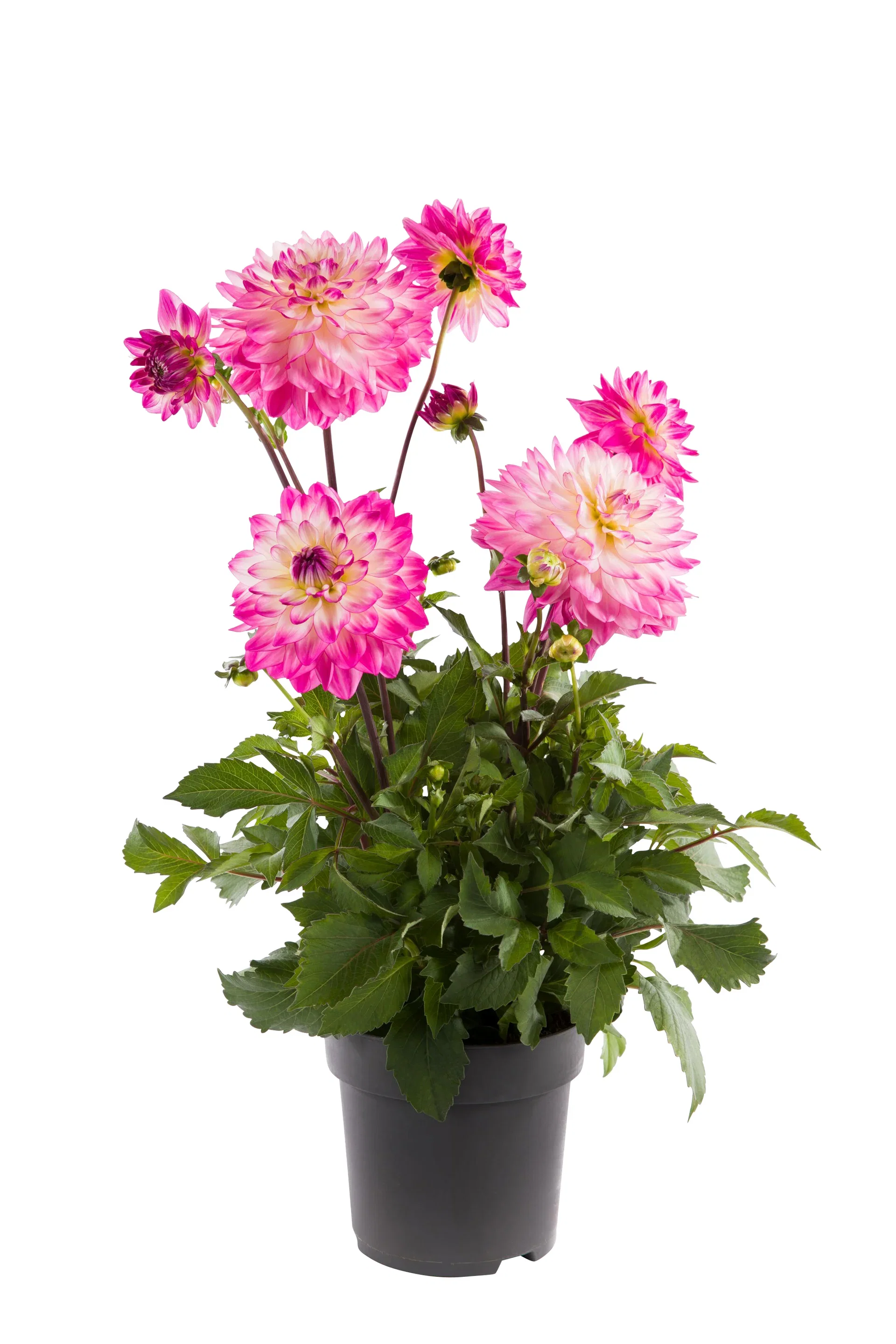 Georgine 'Sincerity'